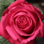 Rózsaszín - Teahibrid rózsa - Miss All-American Beauty